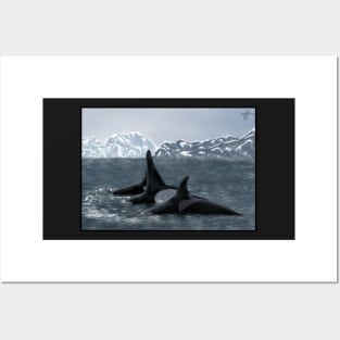 Norwegian Orcas Landscape Posters and Art